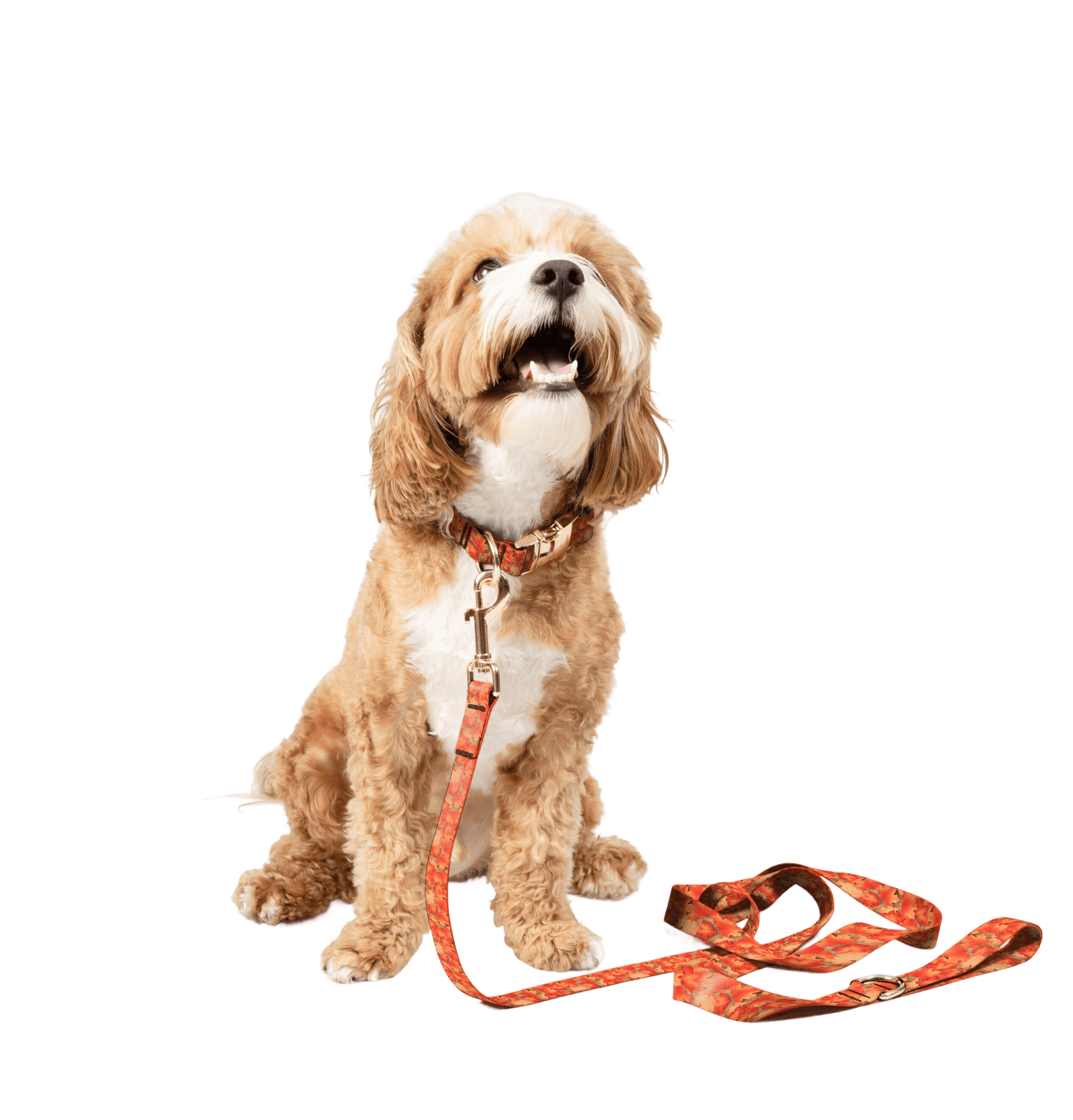 Dog wearing a made-to-fit Amu collar.
