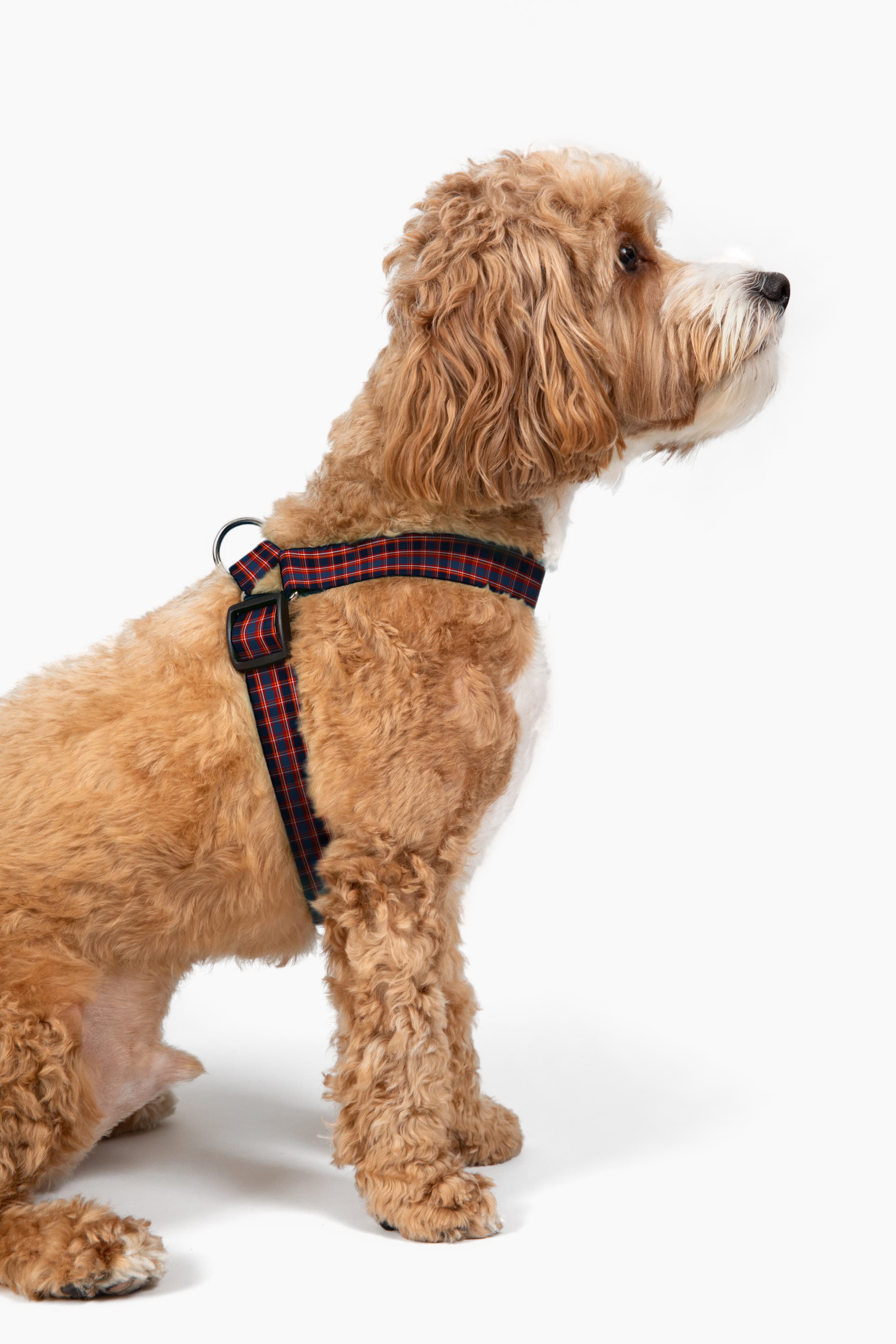 Dog standing outdoors in a comfortable walking harness.