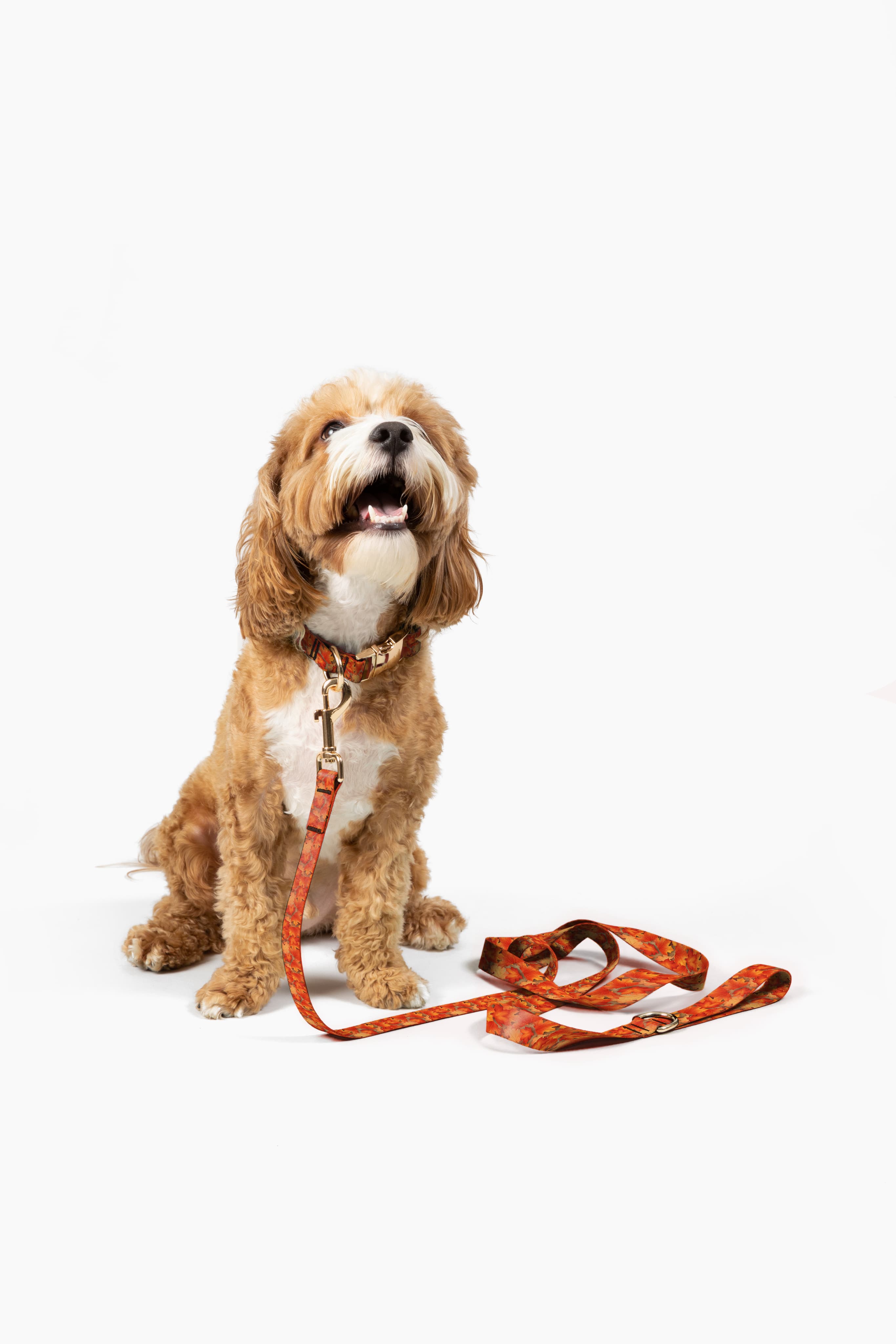 Dog walking with a durable Amu leash.