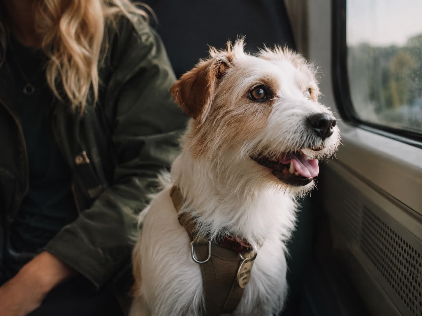 A dog looking out of a car window next to its owner